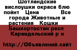 Шотландские вислоушки окраса блю пойнт › Цена ­ 4 000 - Все города Животные и растения » Кошки   . Башкортостан респ.,Караидельский р-н